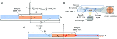 Graphical abstract: Dissolution of concentrated surfactant solutions: from microscopy imaging to rheological measurements through numerical simulations