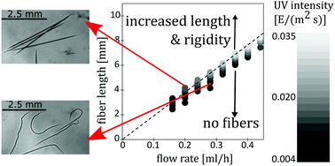 Graphical abstract: A quantitative study of the effect of flow on the photopolymerization of fibers