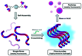Graphical abstract: A stimuli responsive two component supramolecular hydrogelator with aggregation-induced emission properties