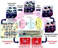 Graphical abstract: Design and molecular dynamics of multifunctional sulfonated poly(dimethylaminoethyl methacrylate)/mica hybrid cryogels through freezing-induced gelation