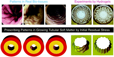 Graphical abstract: Prescribing patterns in growing tubular soft matter by initial residual stress