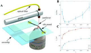 Graphical abstract: Strain softening and stiffening responses of spider silk fibers probed using a Micro-Extension Rheometer