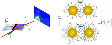 Graphical abstract: The influence of fractional surface coverage on the core–core separation in ordered monolayers of thiol-ligated Au nanoparticles