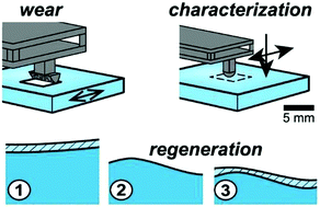 Graphical abstract: Self-regenerating compliance and lubrication of polyacrylamide hydrogels