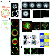 Graphical abstract: Encapsulation of the cytoskeleton: towards mimicking the mechanics of a cell