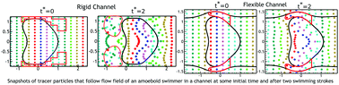 Graphical abstract: Amoeboid swimming in a compliant channel