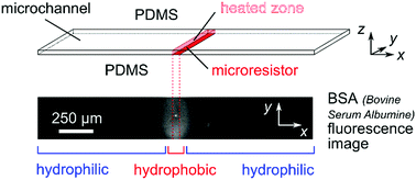Graphical abstract: Wettability patterning in microfluidic devices using thermally-enhanced hydrophobic recovery of PDMS