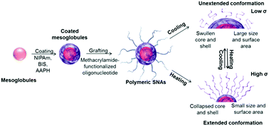 Graphical abstract: One-pot synthesis of oligonucleotide-grafted polymeric nanoparticles