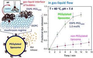 Graphical abstract: Rapid leakage from PEGylated liposomes triggered by bubbles