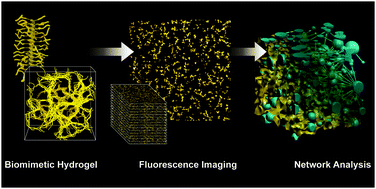 Graphical abstract: Structural characterization of fibrous synthetic hydrogels using fluorescence microscopy