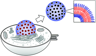 Graphical abstract: Perforated vesicles composed of amphiphilic diblock copolymer: new artificial biomembrane model of nuclear envelope