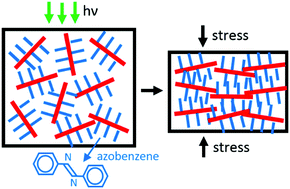 Graphical abstract: Modeling of the photo-induced stress in azobenzene polymers by combining theory and computer simulations