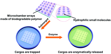 Graphical abstract: Microchamber arrays made of biodegradable polymers for enzymatic release of small hydrophilic cargos