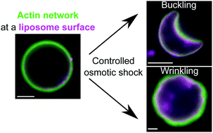Graphical abstract: Actin shells control buckling and wrinkling of biomembranes