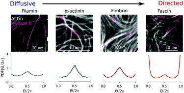 Graphical abstract: Tuning molecular motor transport through cytoskeletal filament network organization