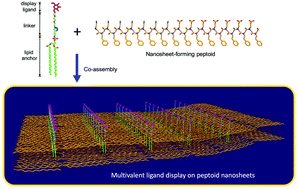 Graphical abstract: Lipid-anchor display on peptoid nanosheets via co-assembly for multivalent pathogen recognition