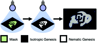 Graphical abstract: Localizing genesis in polydomain liquid crystal elastomers