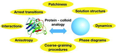 Graphical abstract: Potential and limits of a colloid approach to protein solutions