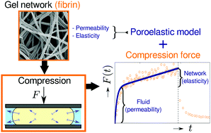 Graphical abstract: Poroelasticity of (bio)polymer networks during compression: theory and experiment