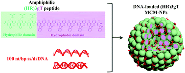 Graphical abstract: A self-assembling amphiphilic peptide nanoparticle for the efficient entrapment of DNA cargoes up to 100 nucleotides in length