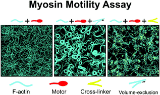 Graphical abstract: Collective and contractile filament motions in the myosin motility assay