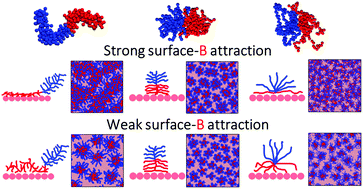 Graphical abstract: Self-assembly of amphiphilic polymers of varying architectures near attractive surfaces