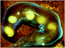 Graphical abstract: Translucent in air and iridescent in water: structural analysis of a salamander egg sac