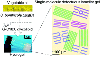 Graphical abstract: Single-molecule lamellar hydrogels from bolaform microbial glucolipids