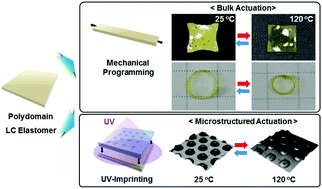 Graphical abstract: Mechanically programmed 2D and 3D liquid crystal elastomers at macro- and microscale via two-step photocrosslinking