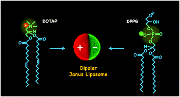 Graphical abstract: Dipolar Janus liposomes: formation, electrokinetic motion and self-assembly