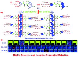 Graphical abstract: A novel supramolecular polymer gel-based long-alkyl-chain-functionalized coumarin acylhydrazone for the sequential detection and separation of toxic ions