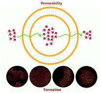 Graphical abstract: Insight into the formation and permeability of ionic liquid unilamellar vesicles by molecular dynamics simulation