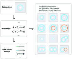 Graphical abstract: Programmable patterns in a DNA-based reaction–diffusion system