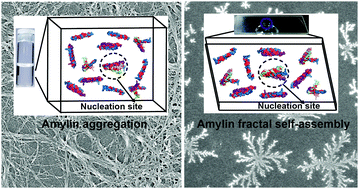 Graphical abstract: Fractal self-assembly and aggregation of human amylin