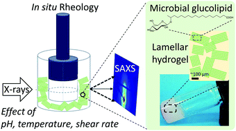 Graphical abstract: Effects of pH, temperature and shear on the structure–property relationship of lamellar hydrogels from microbial glucolipids probed by in situ rheo-SAXS