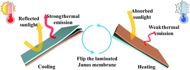 Graphical abstract: A robust Janus fibrous membrane with switchable infrared radiation properties for potential building thermal management applications