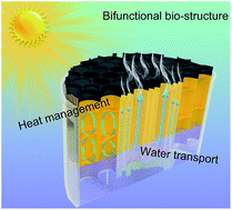 Graphical abstract: Simultaneously achieving thermal insulation and rapid water transport in sugarcane stems for efficient solar steam generation