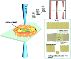 Graphical abstract: Ultra-stable 4H-gold nanowires up to 800 °C in a vacuum