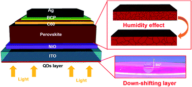 Graphical abstract: Highly efficient and stable inverted perovskite solar cells using down-shifting quantum dots as a light management layer and moisture-assisted film growth