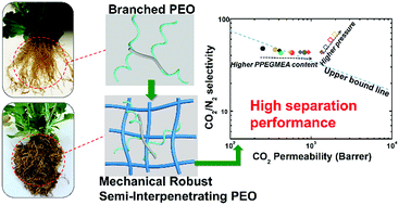 Graphical abstract: Penetrating chains mimicking plant root branching to build mechanically robust, ultra-stable CO2-philic membranes for superior carbon capture