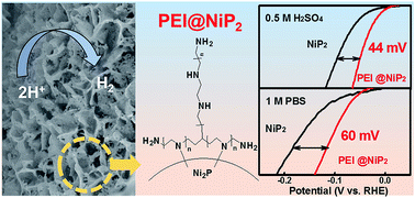 Graphical abstract: Polyethylenimine-modified nickel phosphide nanosheets: interfacial protons boost the hydrogen evolution reaction