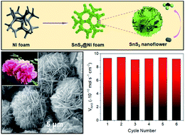 Graphical abstract: Self-organized growth of flower-like SnS2 and forest-like ZnS nanoarrays on nickel foam for synergistic superiority in electrochemical ammonia synthesis