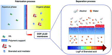 Graphical abstract: Brønsted acid mediated covalent organic framework membranes for efficient molecular separation