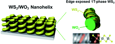 Graphical abstract: Enhanced catalytic activity of edge-exposed 1T phase WS2 grown directly on a WO3 nanohelical array for water splitting