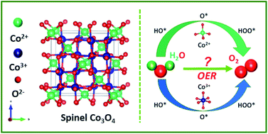 Graphical abstract: Clarifying the controversial catalytic active sites of Co3O4 for the oxygen evolution reaction