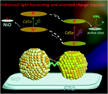 Graphical abstract: Hand-in-hand quantum dot assembly sensitized photocathodes for enhanced photoelectrochemical hydrogen evolution