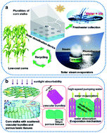 Graphical abstract: A high-efficiency solar desalination evaporator composite of corn stalk, Mcnts and TiO2: ultra-fast capillary water moisture transportation and porous bio-tissue multi-layer filtration