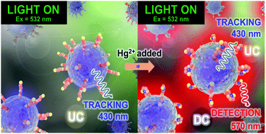 Graphical abstract: Single-photon-driven up-/down-conversion nanohybrids for in vivo mercury detection and real-time tracking