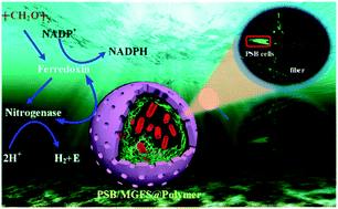Graphical abstract: Confined encapsulation of living cells in self-assembled fiber macrospheres with micro/nanoporous polymer shells for the transformation of contaminants to green energy