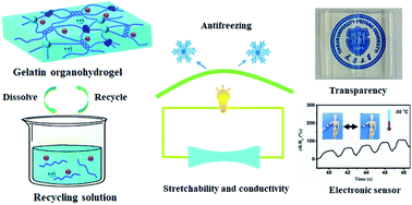Graphical abstract: A transparent, ultrastretchable and fully recyclable gelatin organohydrogel based electronic sensor with broad operating temperature